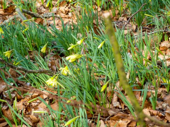 180318 randonnée des joncquilles (5)