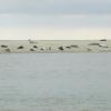 52_et les veaux marins