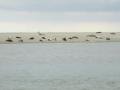 52_et les veaux marins