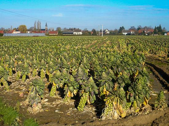 Beaucamps-Ligny
