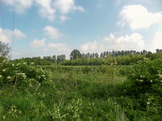 Gondecourt 14 05 14 (5)