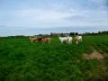 Gondecourt 29 04 15 003