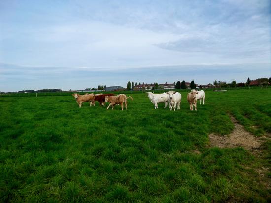 Gondecourt 29 04 15 003