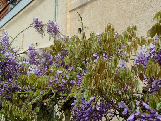 Gondecourt 29 04 15 005