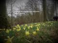 Photos Marche des Jonquilles