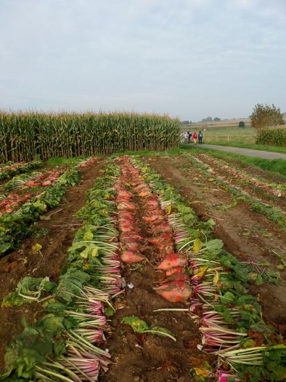 Nieukerke 11 10 15 (7)