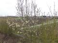 Péronne en Mélantois 06 03 19 (5)