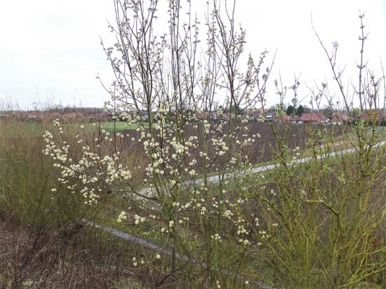 Péronne en Mélantois 06 03 19 (5)